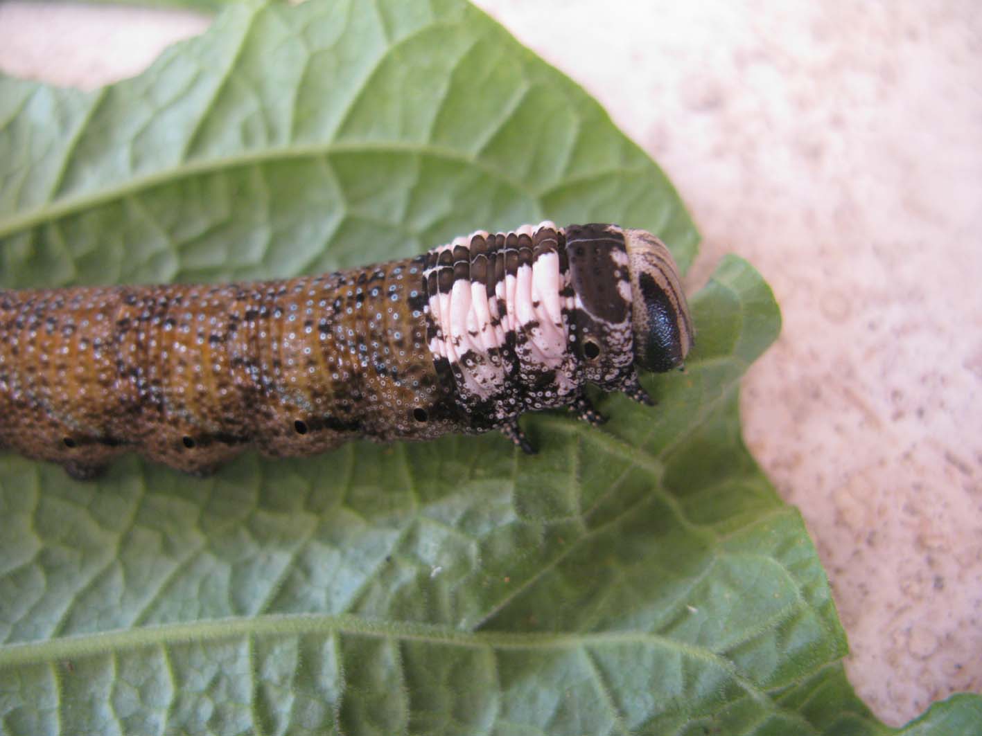 bruco da identifcare: Acherontia atropos (Sphingidae)